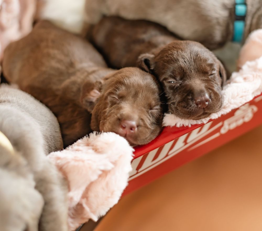 Sweet chocolate lab puppy sleeping peacefully on a red and white striped cushion.
