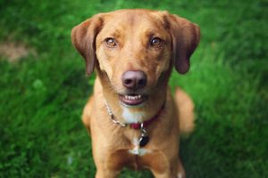 A friendly brown mixed breed dog smiles at the camera while wearing a collar on green grass.