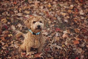 A golden doodle dog peeks through scattered red and brown autumn leaves on the forest ground.