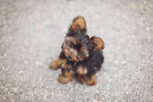 An adorable Yorkshire terrier puppy with fluffy fur sitting on concrete.