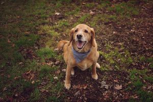 A golden retriever puppy lies in a pile of autumn leaves, looking happy and playful.