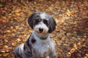 A black and white dog with fluffy fur sits among fallen autumn leaves in a park setting.