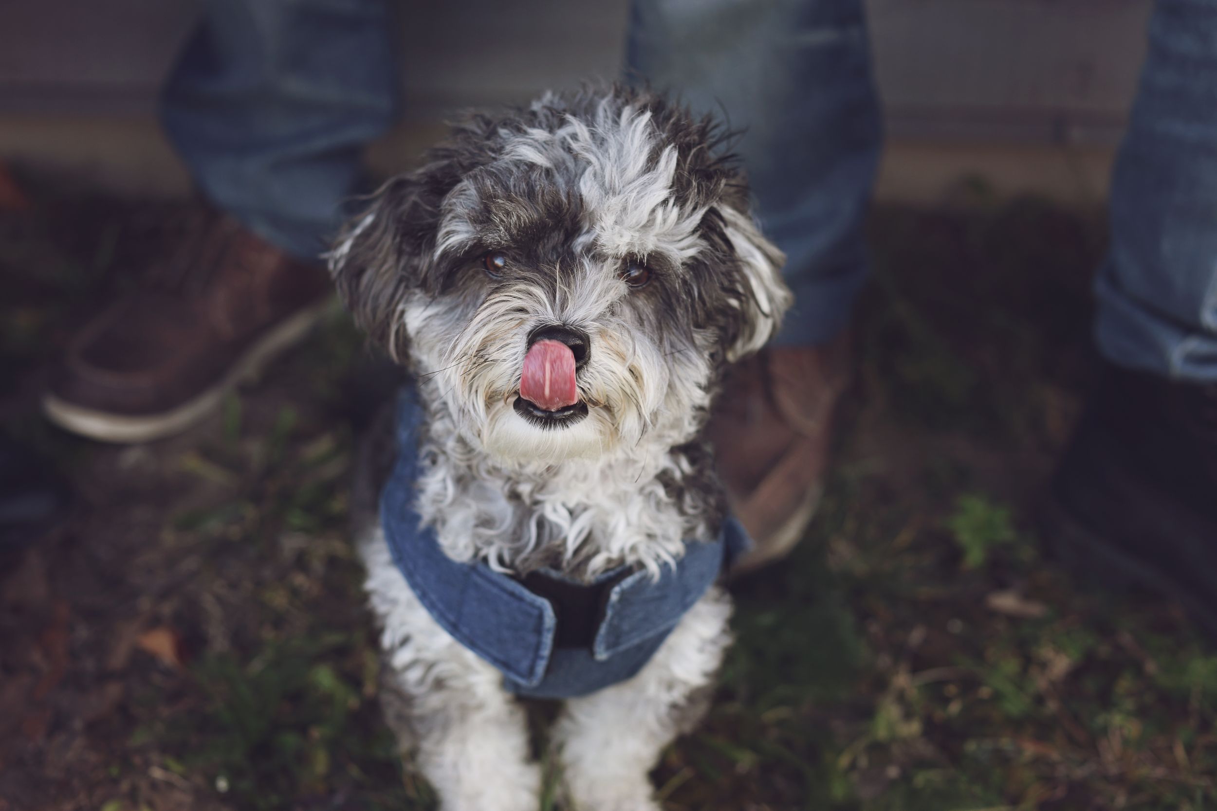 A small fluffy white dog wearing a blue harness sticks its tongue out while looking at the camera.