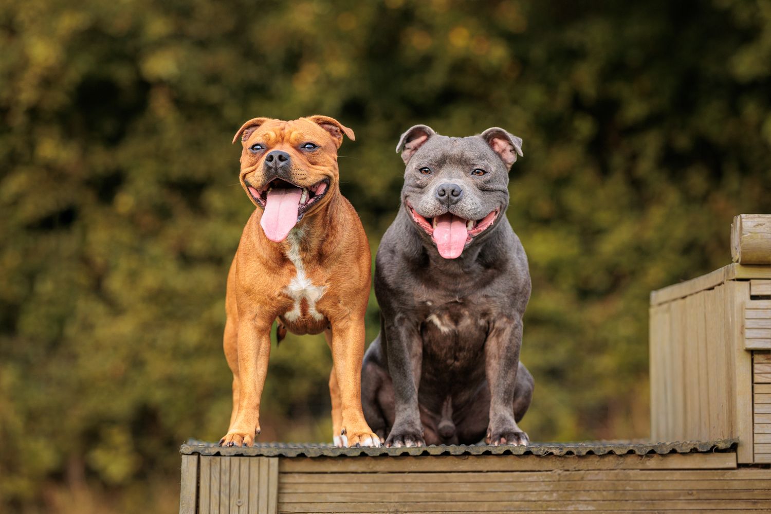 Two smiling dogs, one brown and one grey, sitting together on a wooden platform outdoors.