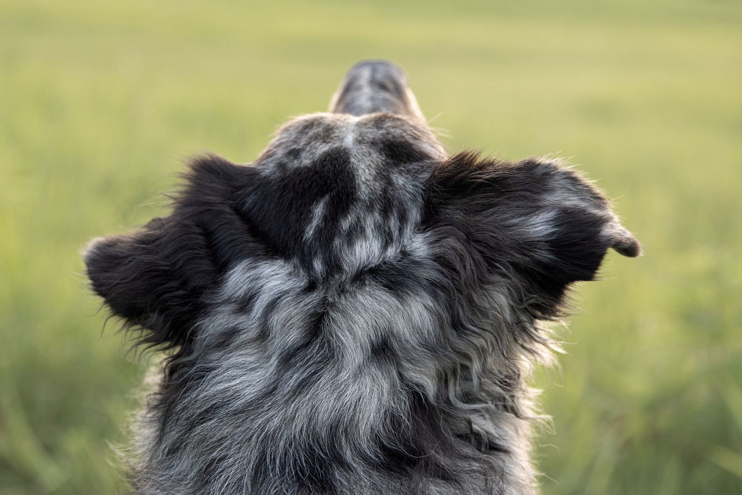 Black and gray Border Collie dog looking up with head tilted against blurred green grass background.