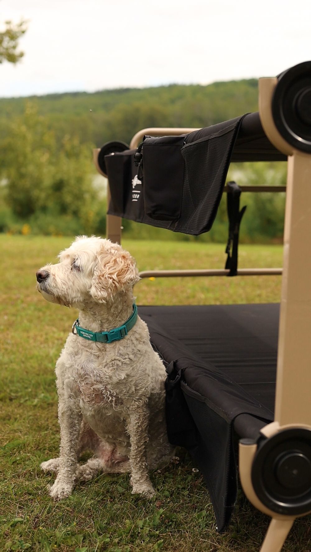 A white curly-haired dog wearing a blue collar sits attentively next to exercise equipment on grass outdoors.