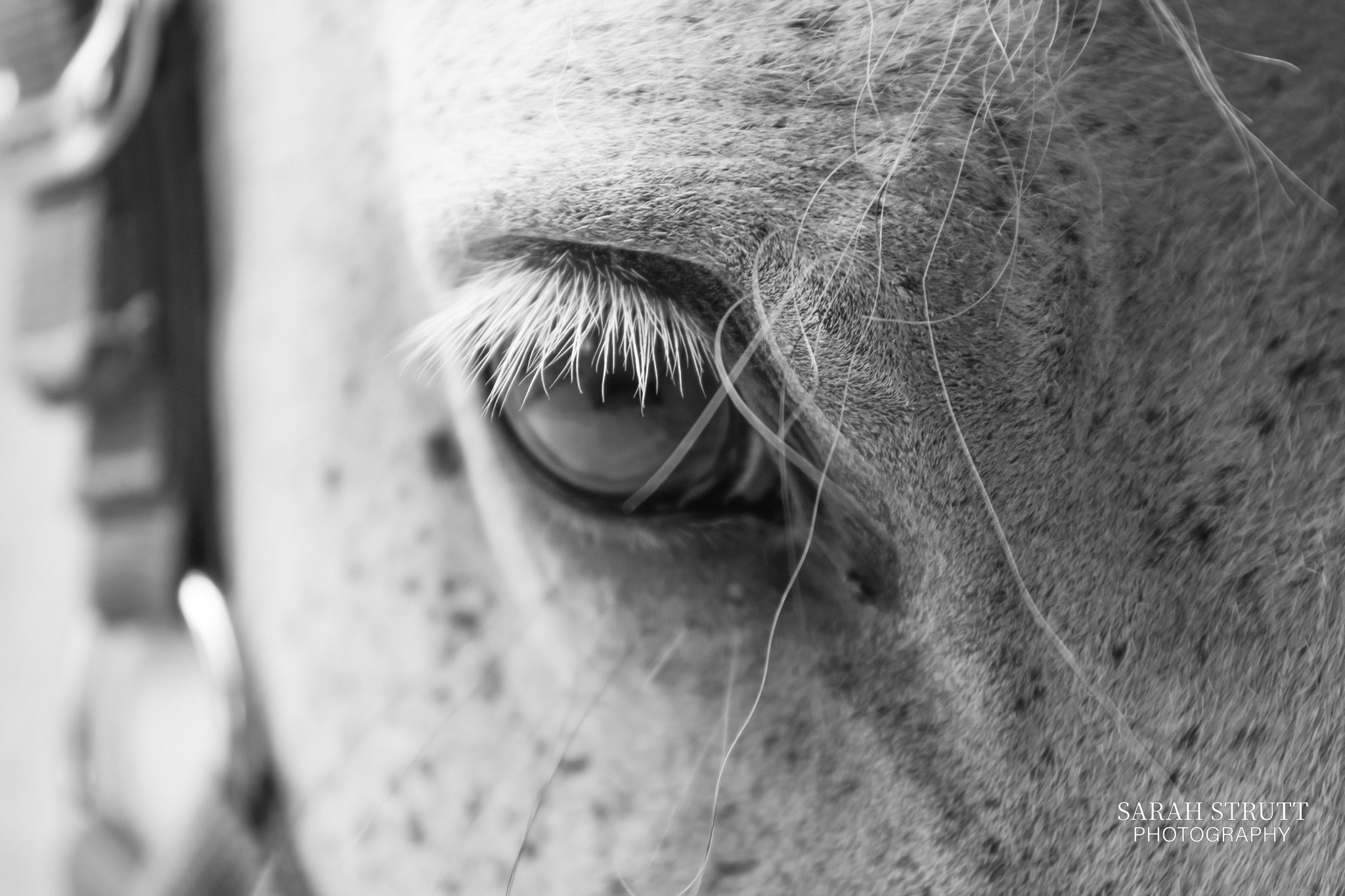 Extreme close-up black and white photograph of a horse's eye with delicate eyelashes.