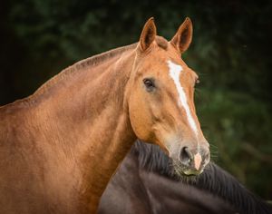 Portrait of a chestnut horse with white blaze against dark foliage background.