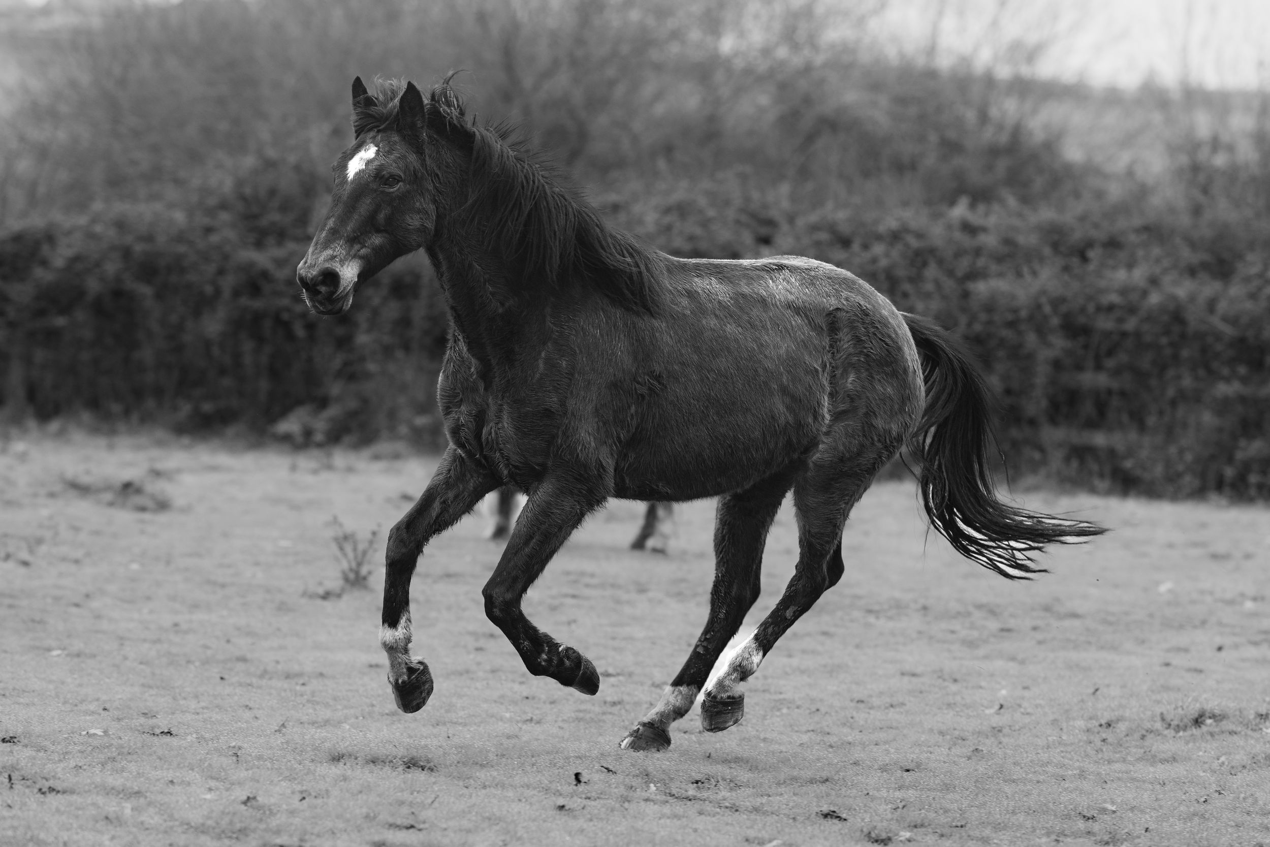 A sequence of black and white photographs showing a horse in motion galloping across a field.