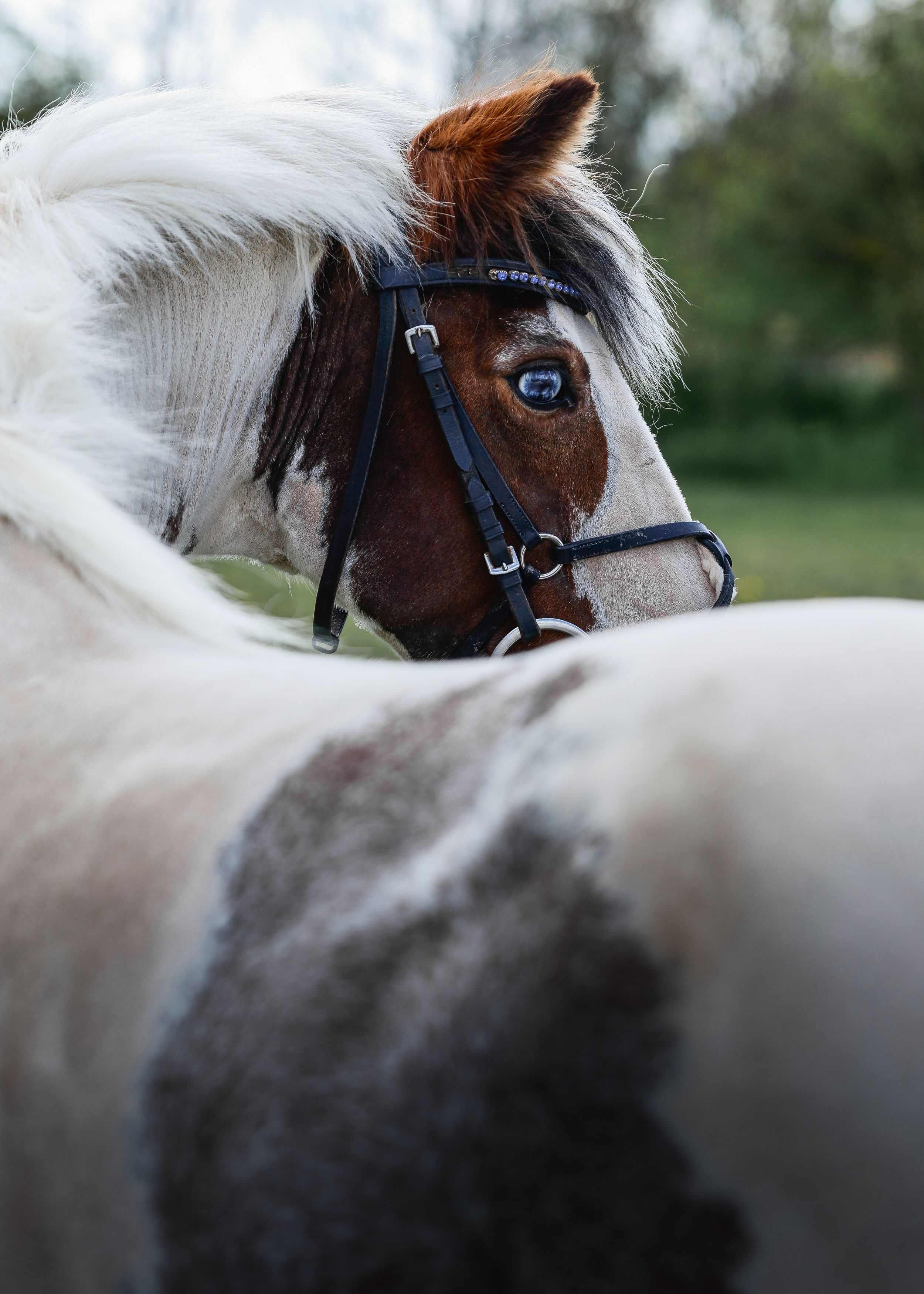 A brown and white pinto horse wearing a black halter stands close to another horse in a green pasture.