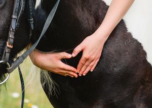 Two hands forming a heart shape on a dark horse's back with a bridle visible.