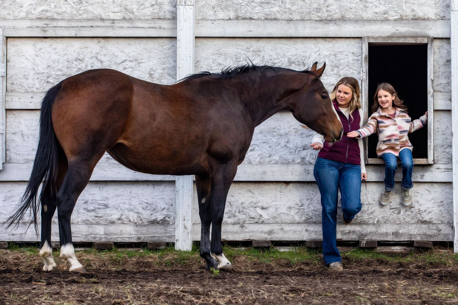 A majestic brown horse interacts with two people standing outside a white barn building.