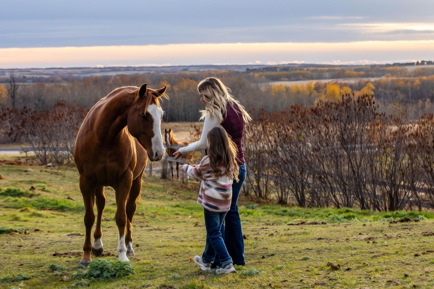 A large brown horse stands on grassy hillside at sunset as someone tends to it with a scenic autumn landscape in background.