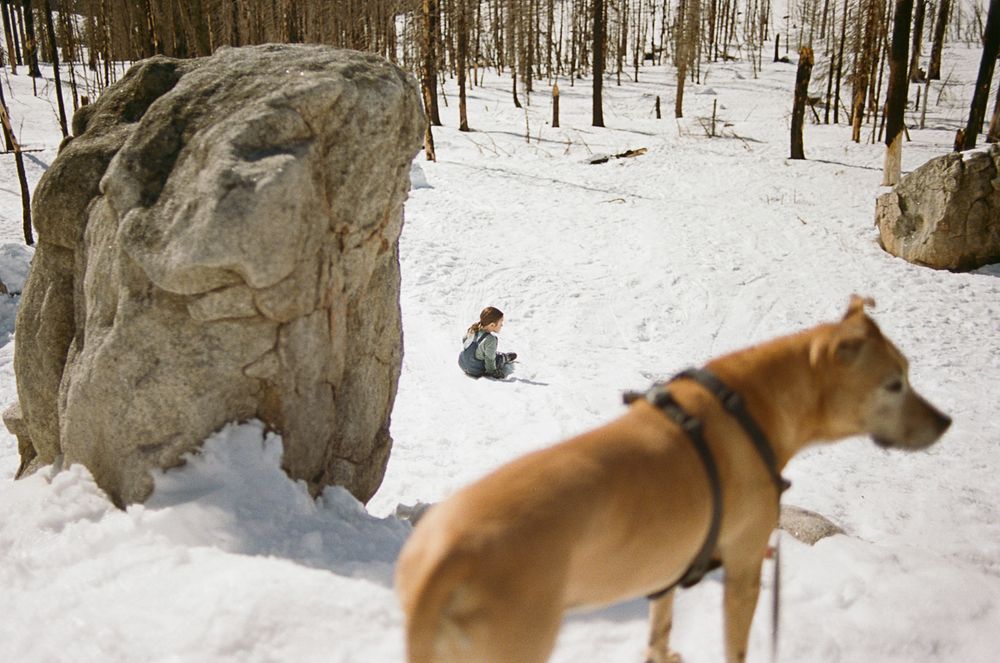 A tan dog in the foreground with winter scenery and large rock formations in the background.