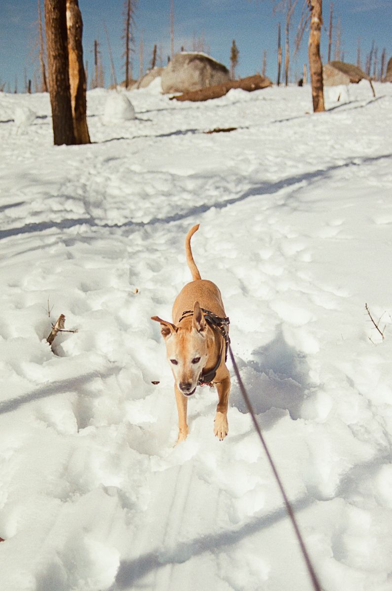 A tan dog walking on a snowy trail with bare trees and rocks in the background.