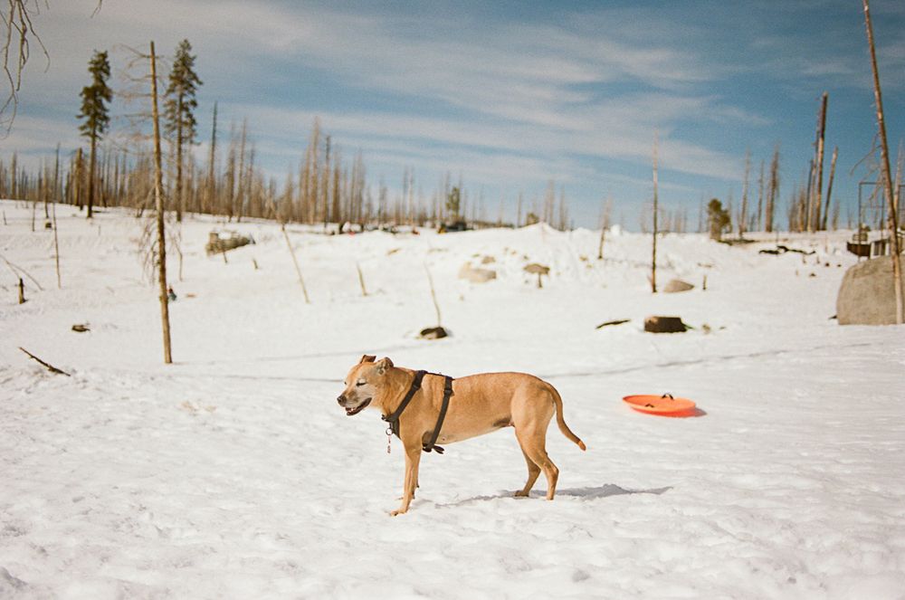A tan dog standing in a snowy landscape with bare trees and an orange disc sled nearby.
