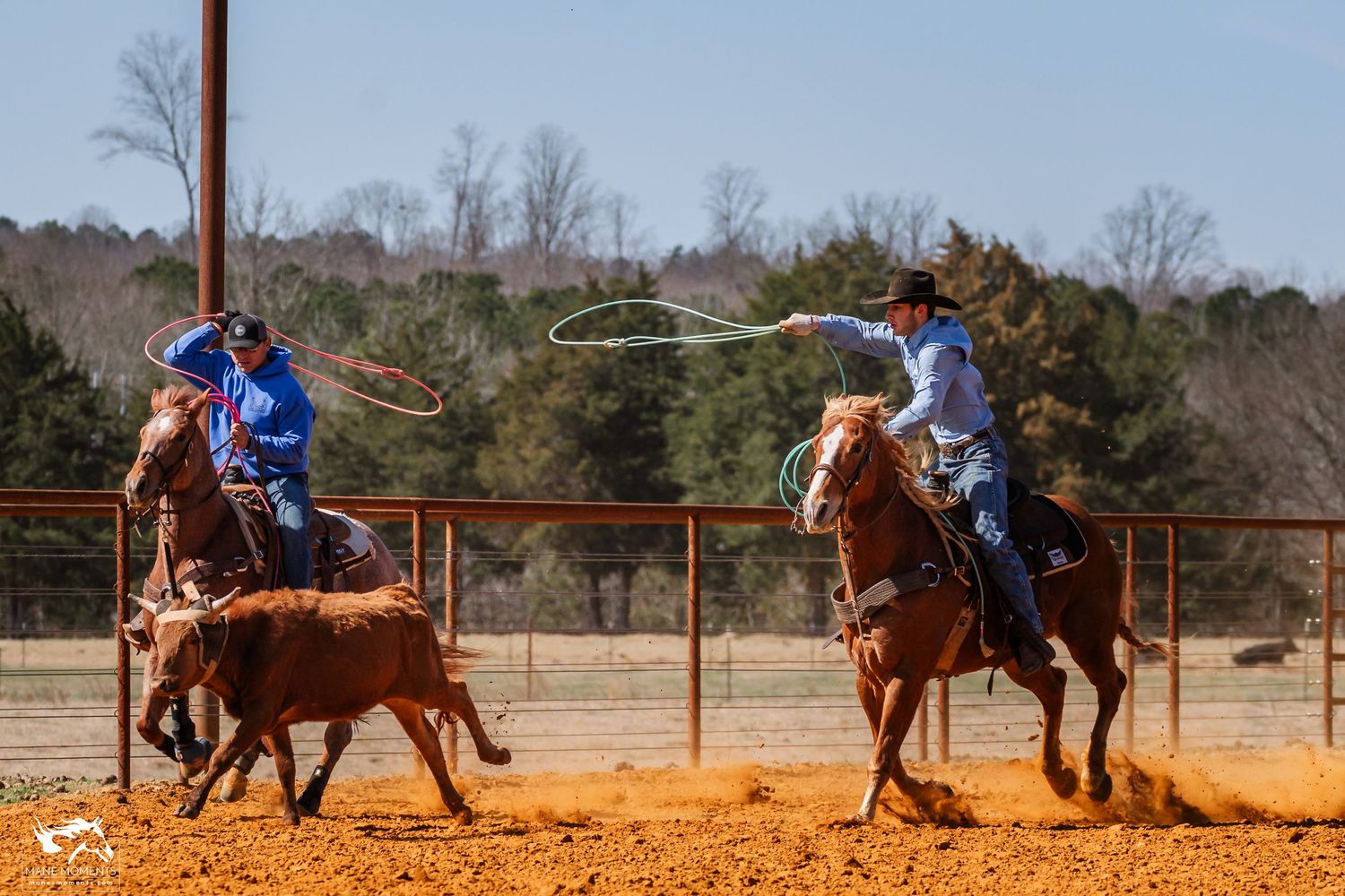 Two riders on horseback work together to lasso calf in sandy arena.