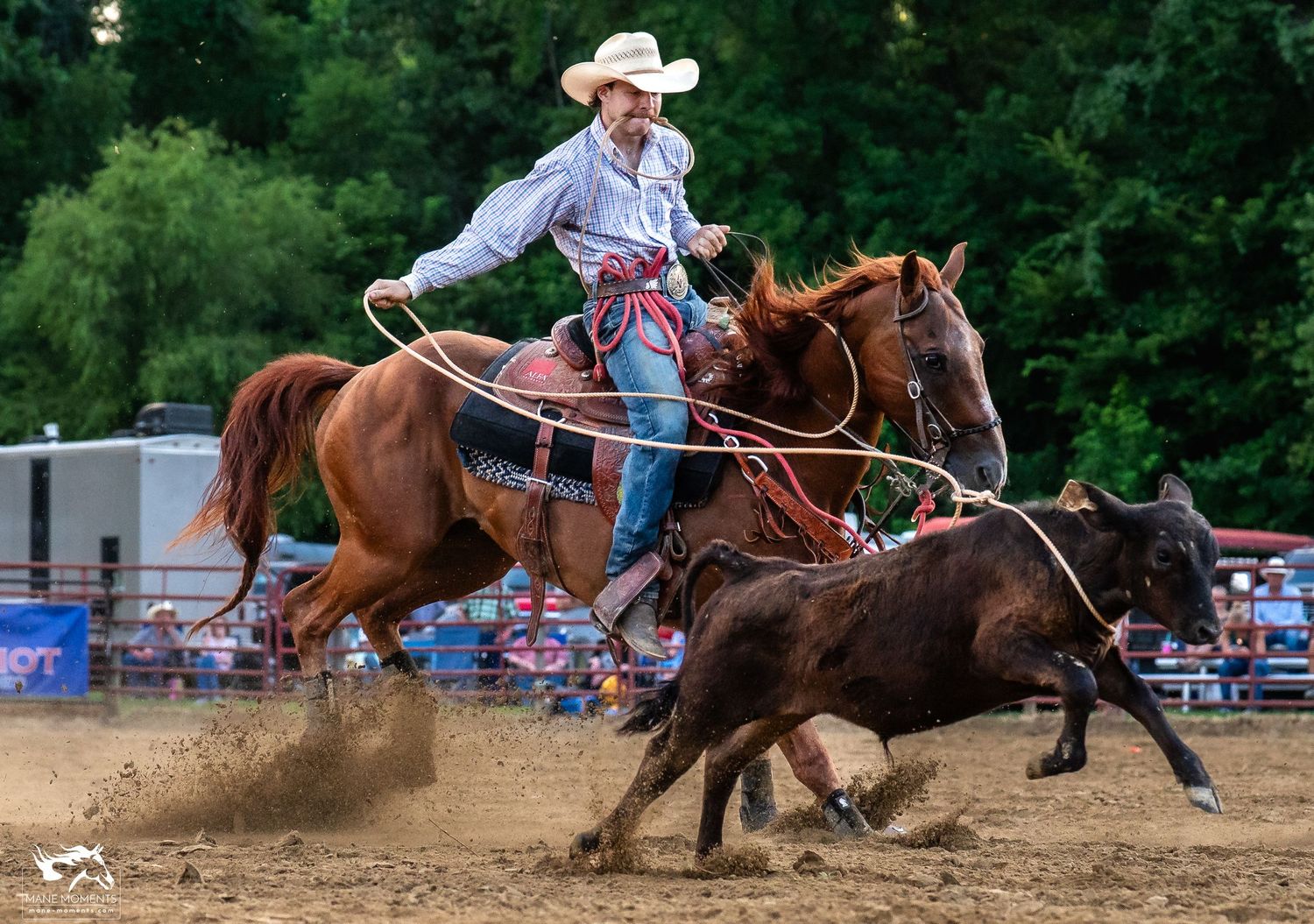 A cowboy on horseback skillfully ropes a young calf during a fast-paced rodeo competition.