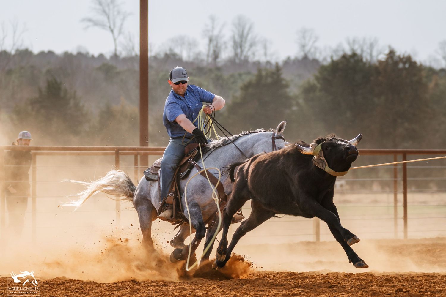 Dynamic action shot of horse and rider chasing calf in dusty rodeo arena.