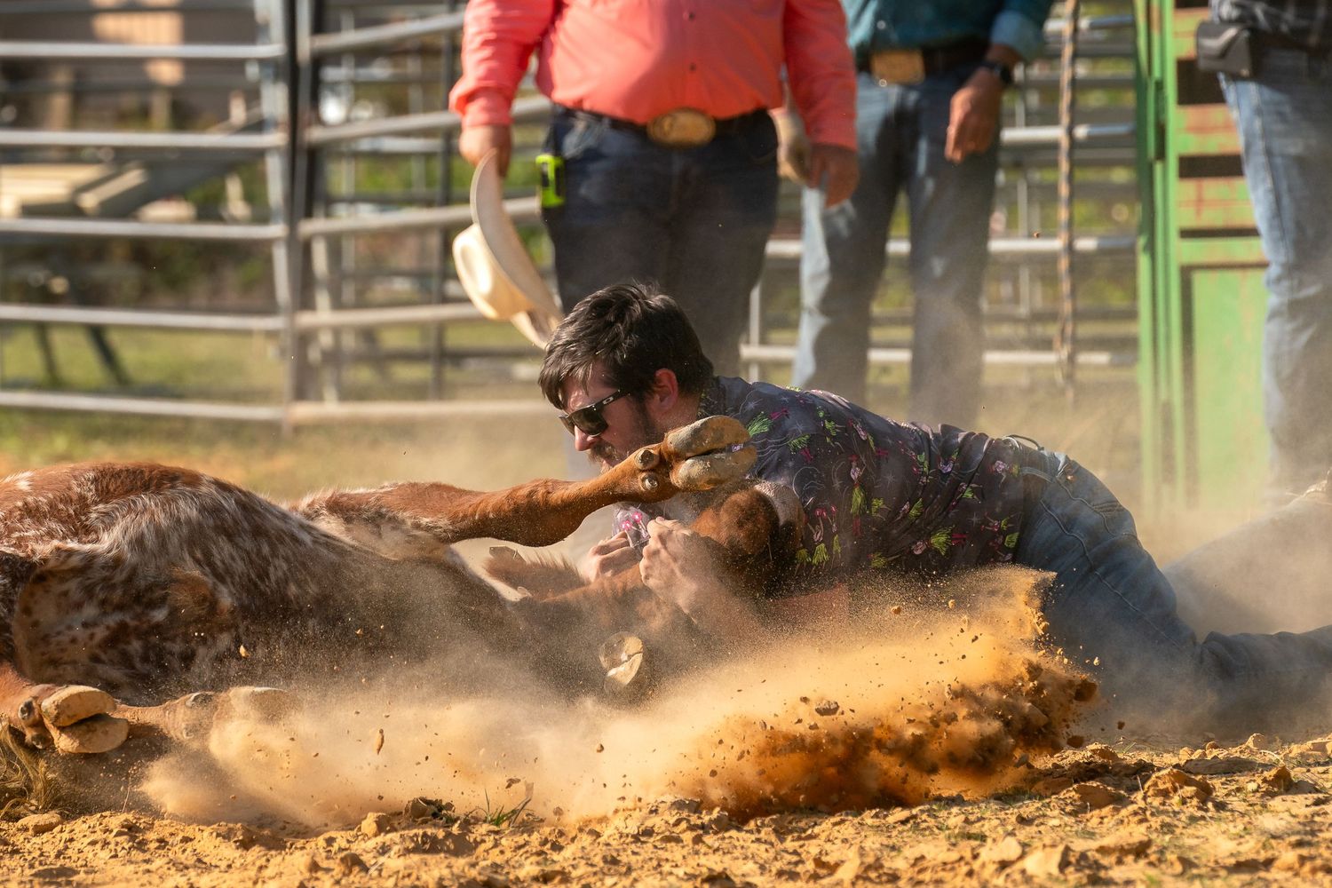 Competitor wrestling steer to ground in dusty rodeo arena.