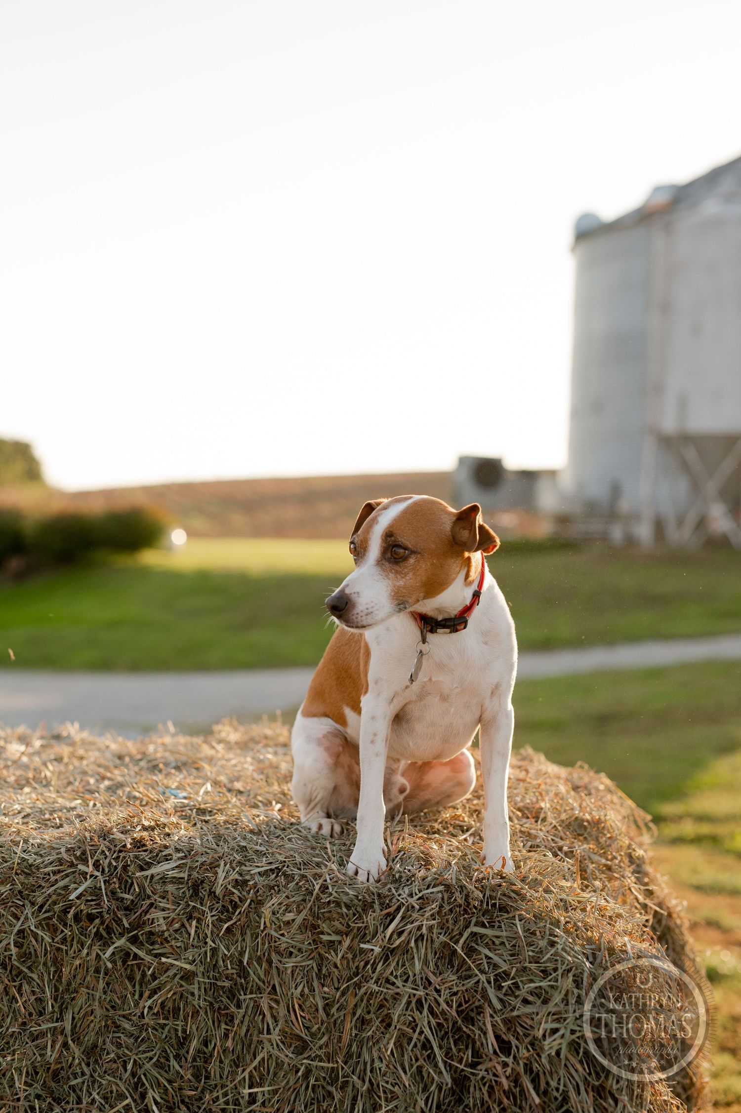 Brown and white terrier sits alert on hay bale with grain silo in background at sunset.