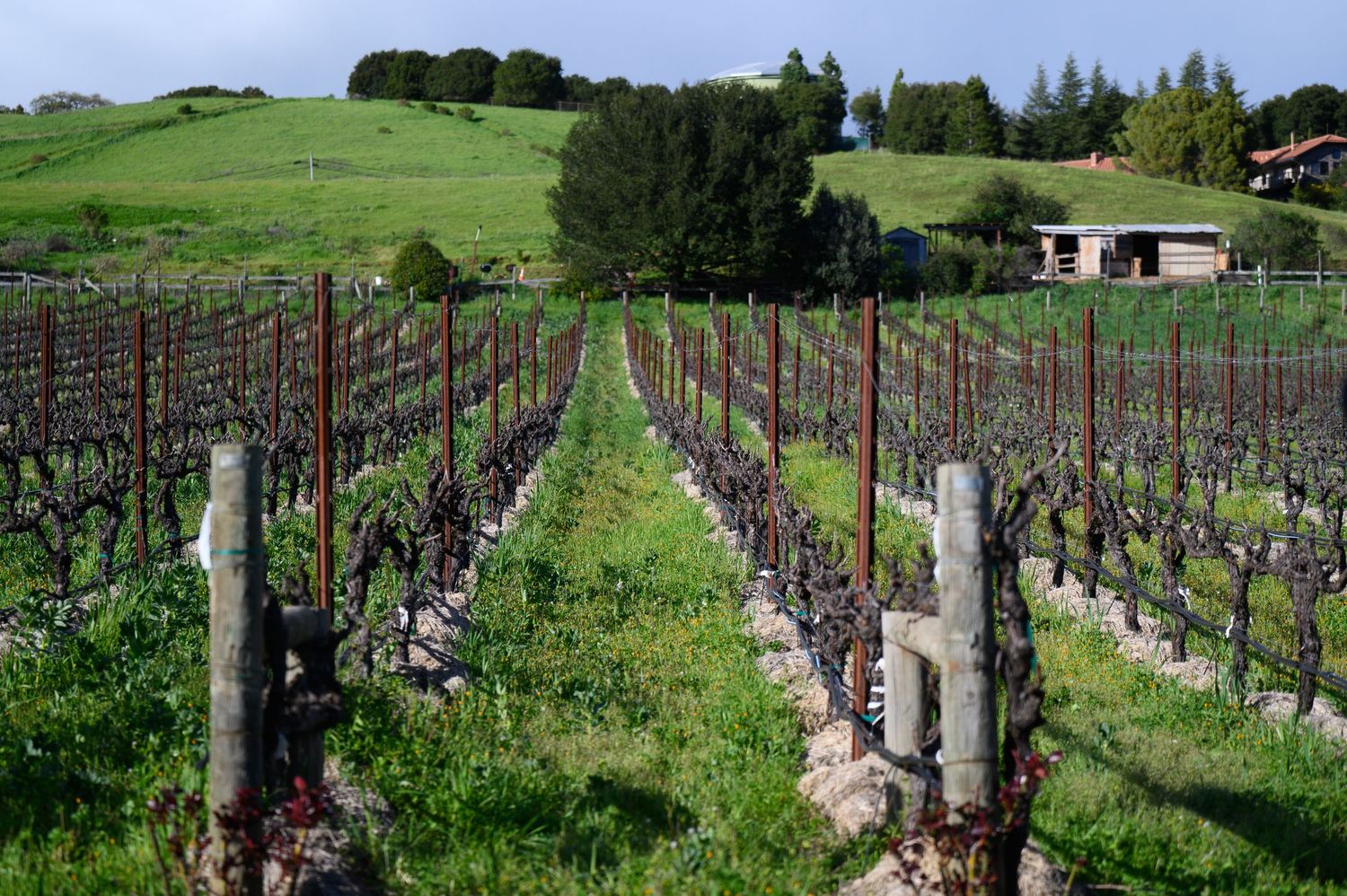 Scenic vineyard rows stretch into the distance on a green hillside beneath blue skies and scattered clouds.