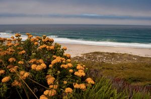 Orange wildflowers bloom on coastal cliffs overlooking a pristine sandy beach with crashing waves along the California coast.