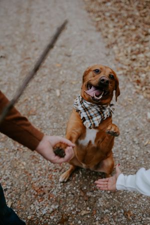 An excited brown dog wearing a plaid bandana smiles at the camera on a gravel path.