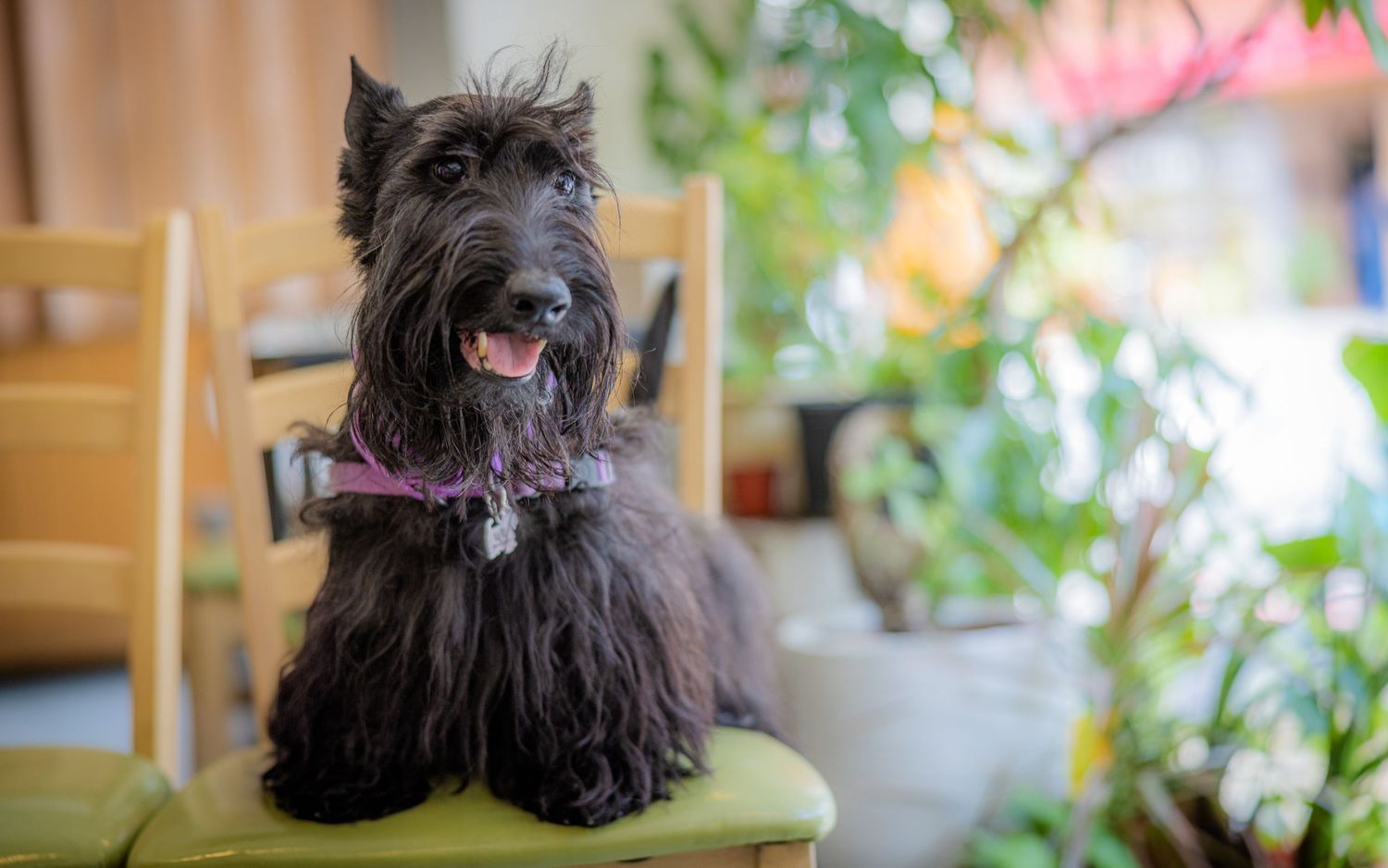 Dark-haired small dog sitting in a bright indoor setting with houseplants.