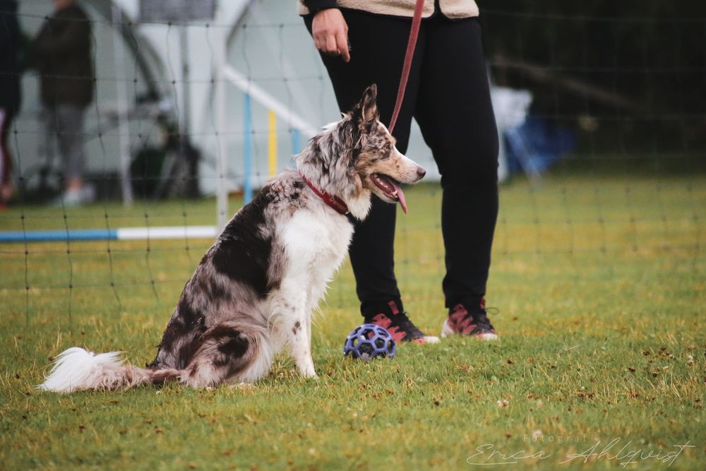 Hund