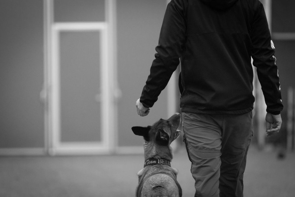 Hund