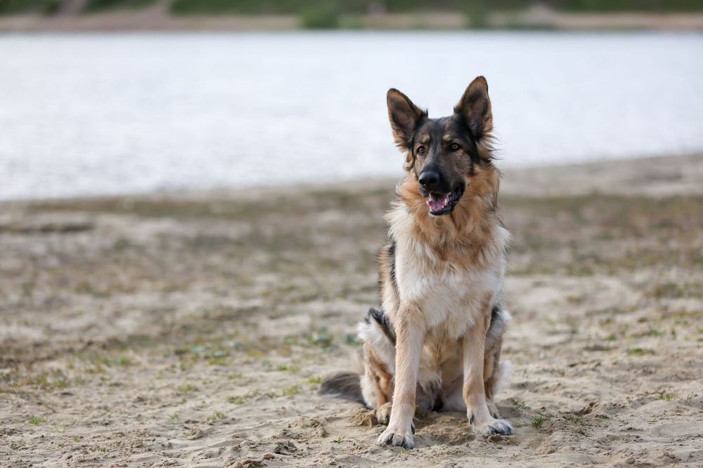 Hunden tösen