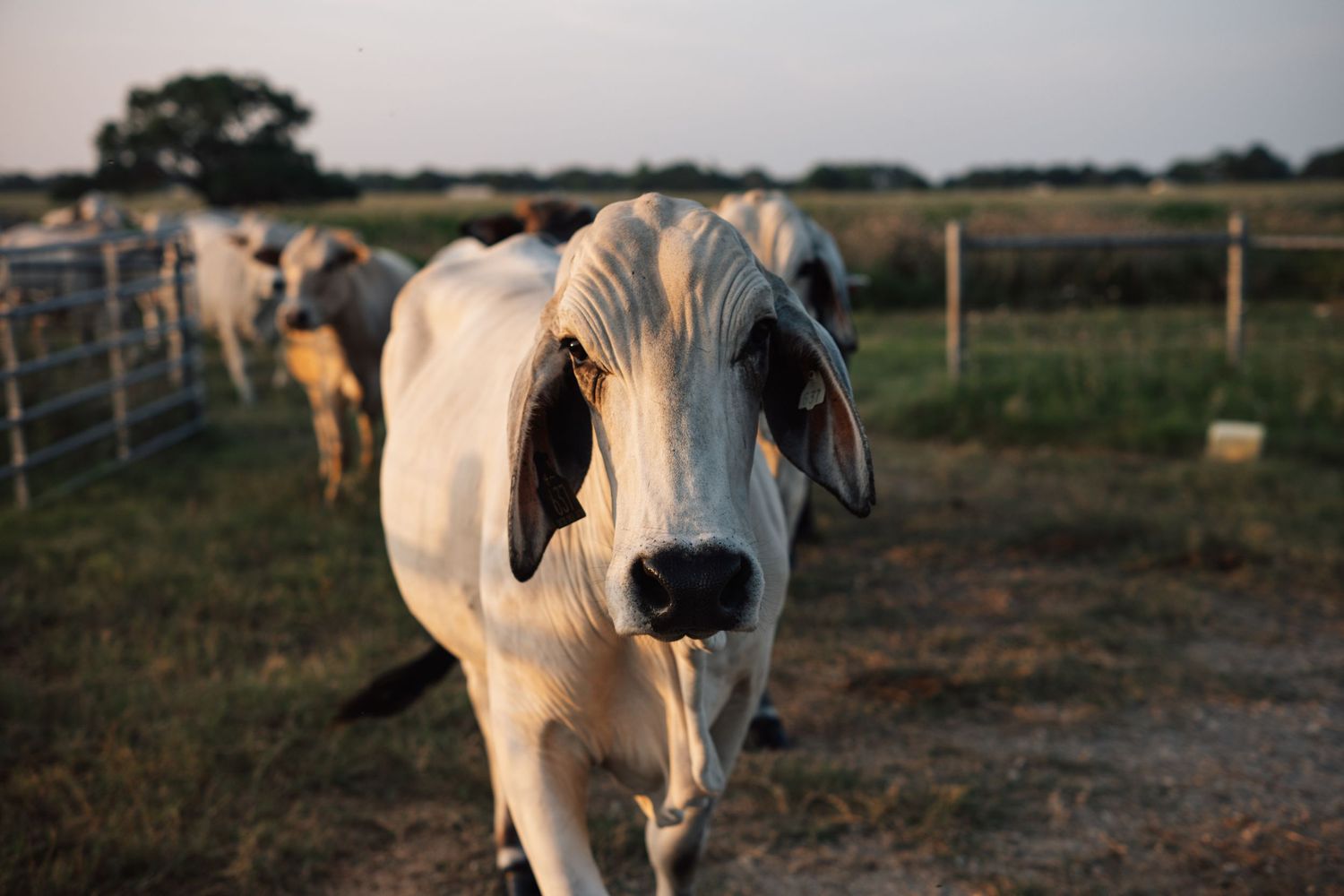 Close-up portrait of a white Brahman cow with distinctive ears and facial features.
