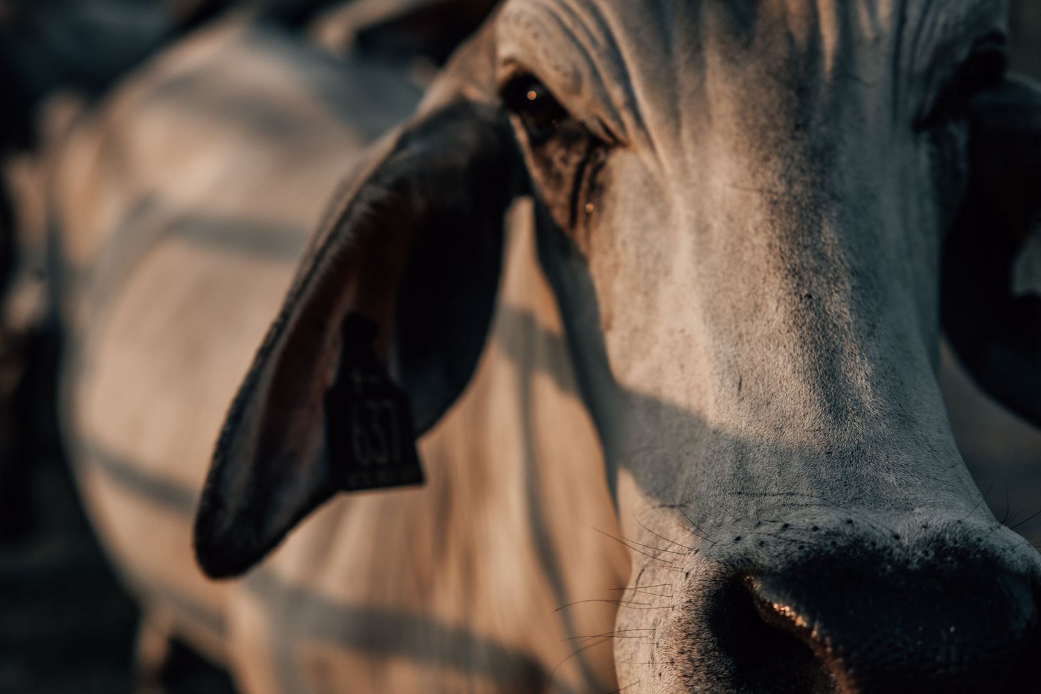Artistic close-up shot of a Brahman cow's ear and face in dramatic lighting.