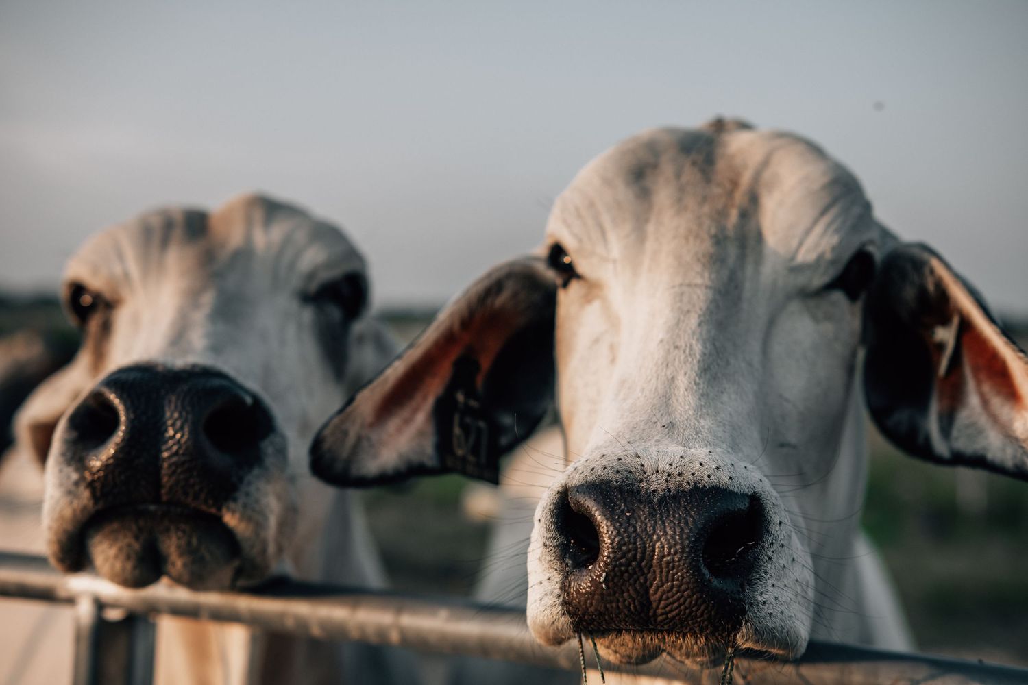 Two curious Brahman cows peer over a fence with their distinctive facial features.