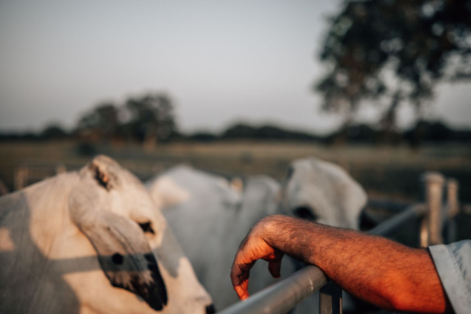 Hand reaching out to pet a group of Brahman cattle in a farm setting.