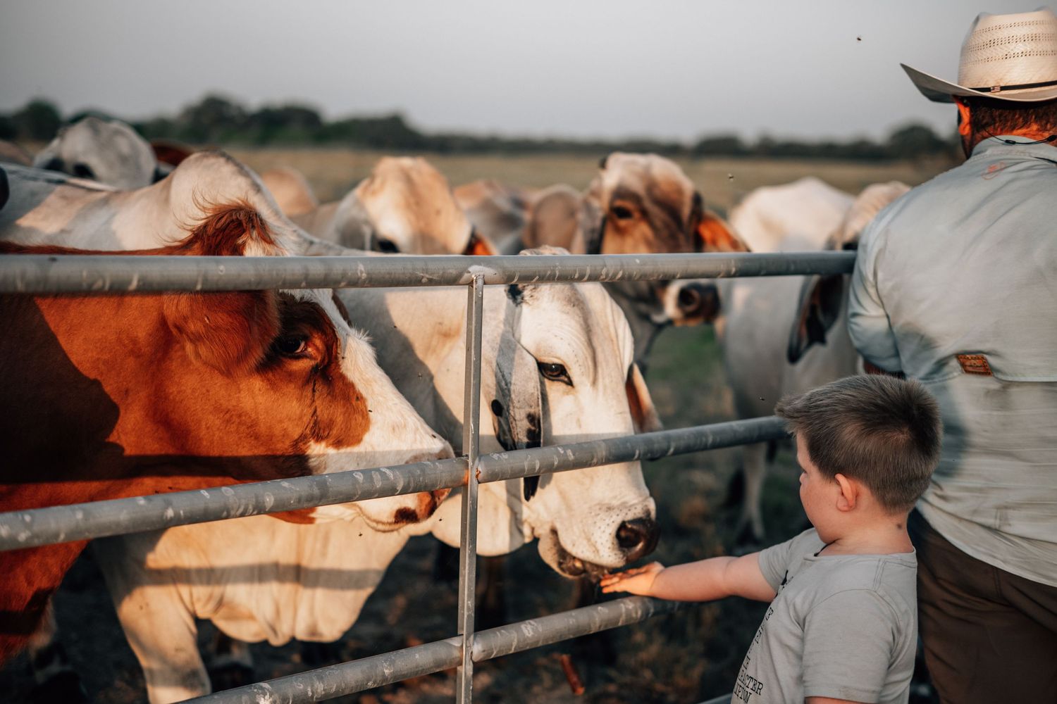 Brown and white cattle gather at metal fence rails in evening light.
