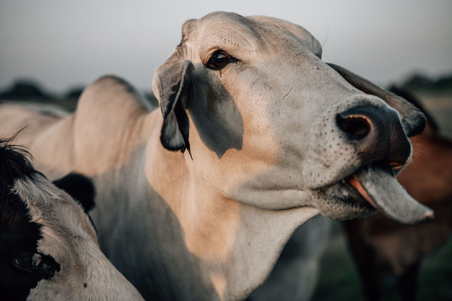 Profile view of a light-colored Brahman cow with characteristic ears and facial features.