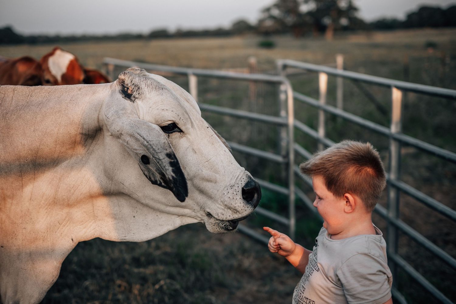 Young visitor reaches out to touch a curious Brahman cow through metal fence at farm.