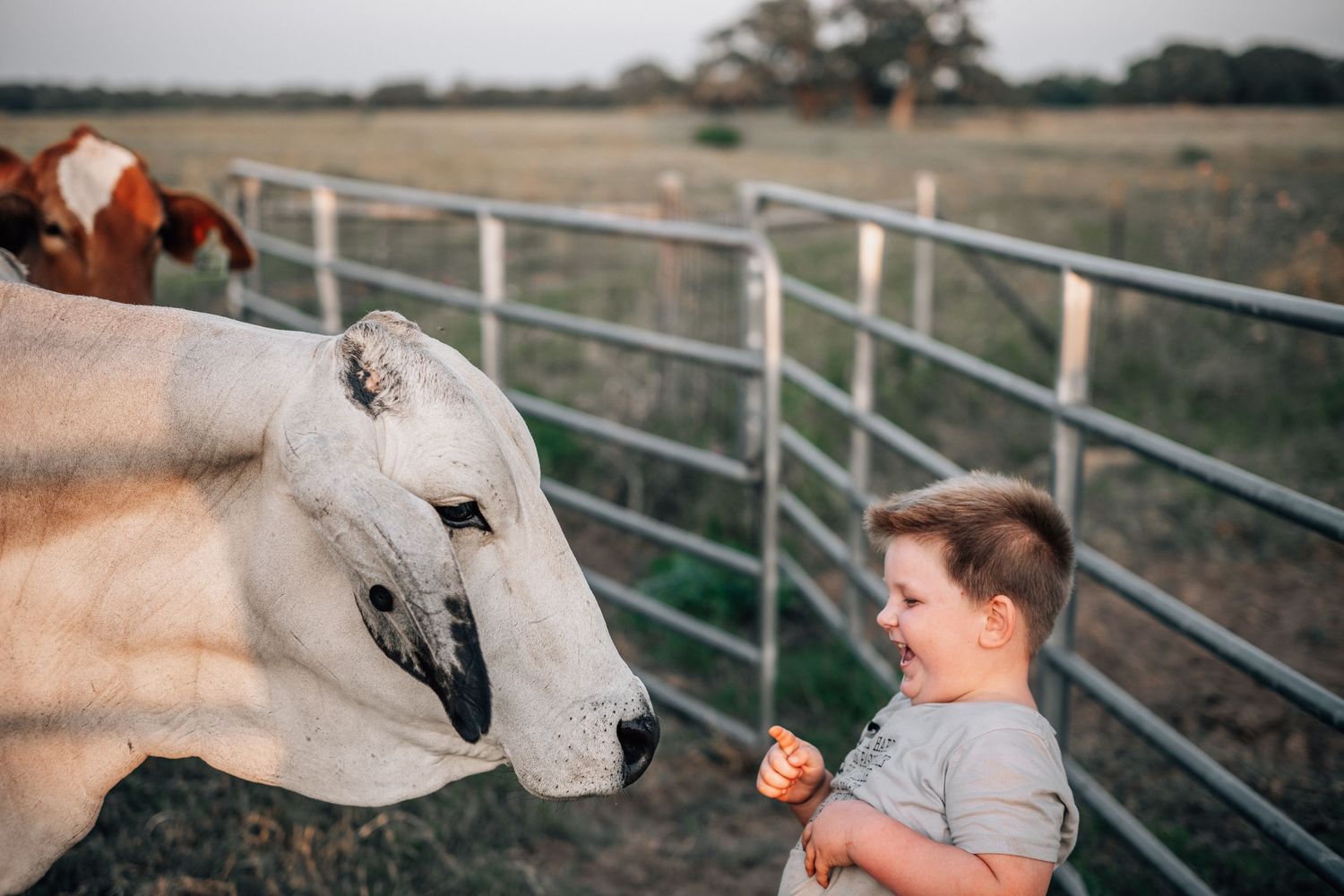 A cream-colored cow interacts with someone in a grey shirt by metal fence panels.
