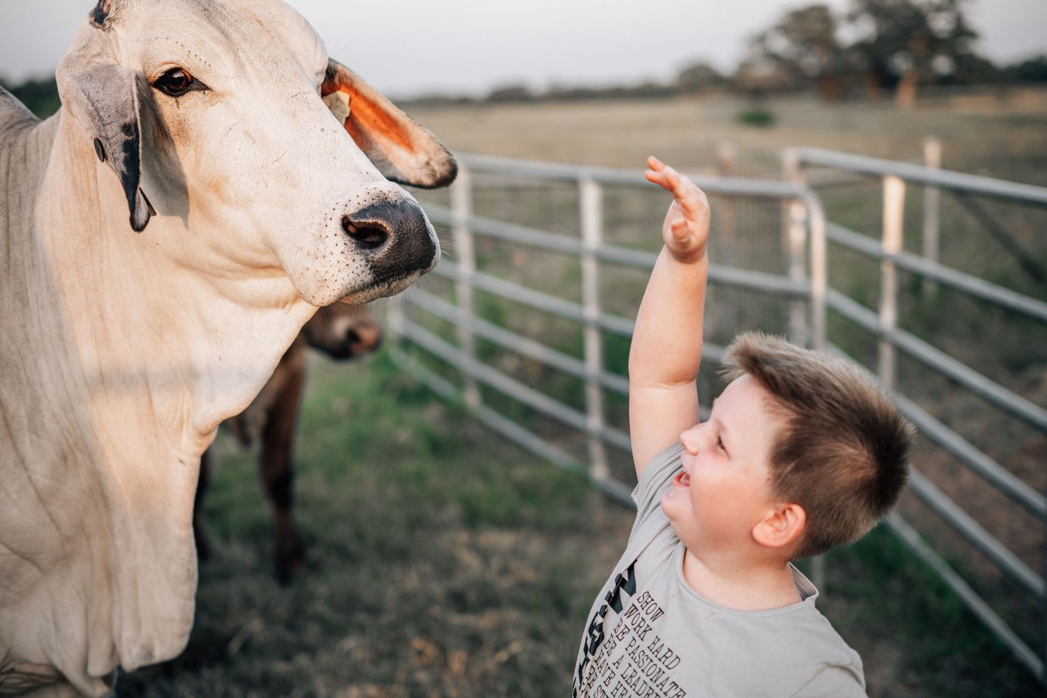 Cream-colored cow looks down at someone reaching up near metal farm fencing.