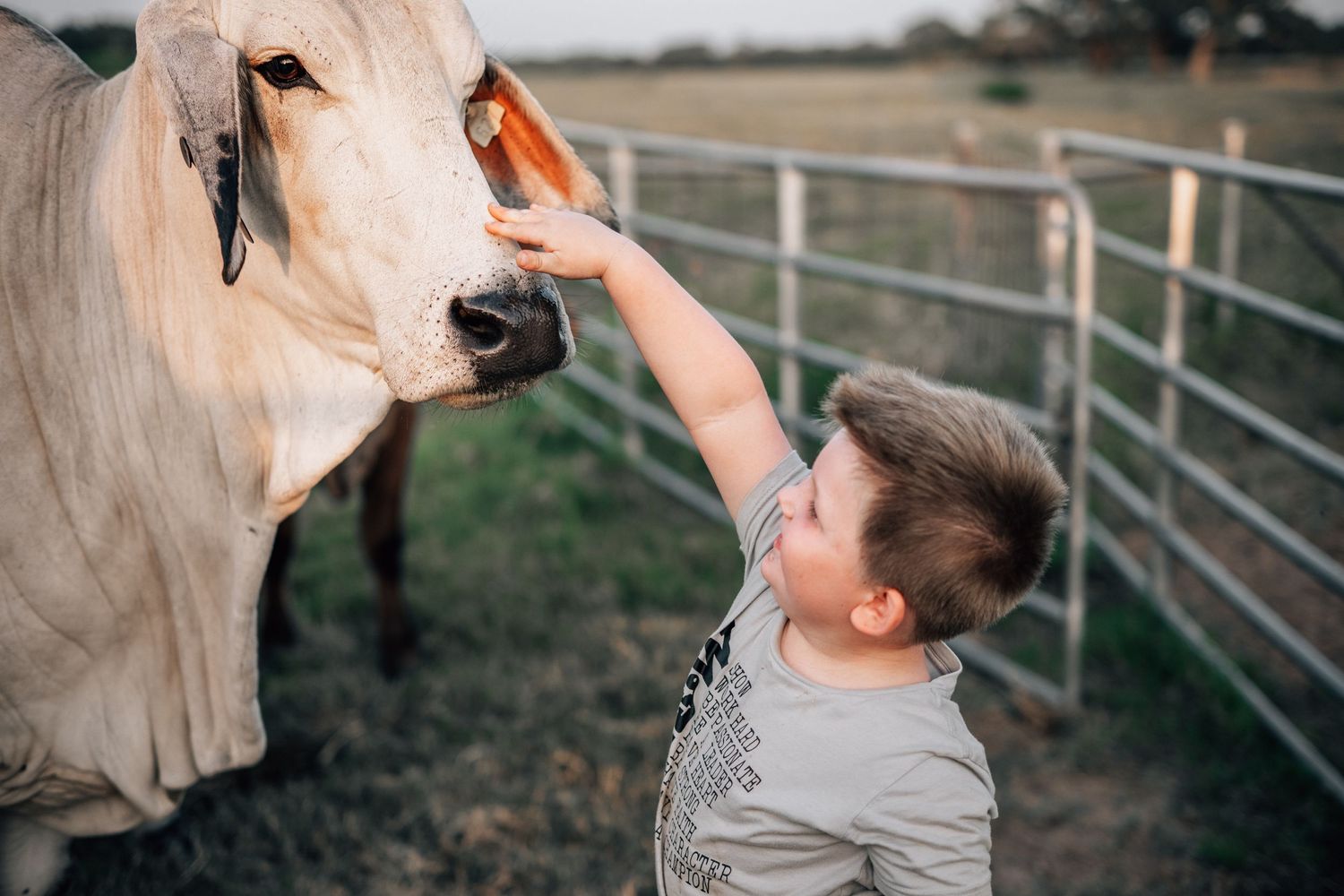 Young person in grey shirt reaches up to pet a light-colored cow through metal farm fencing.