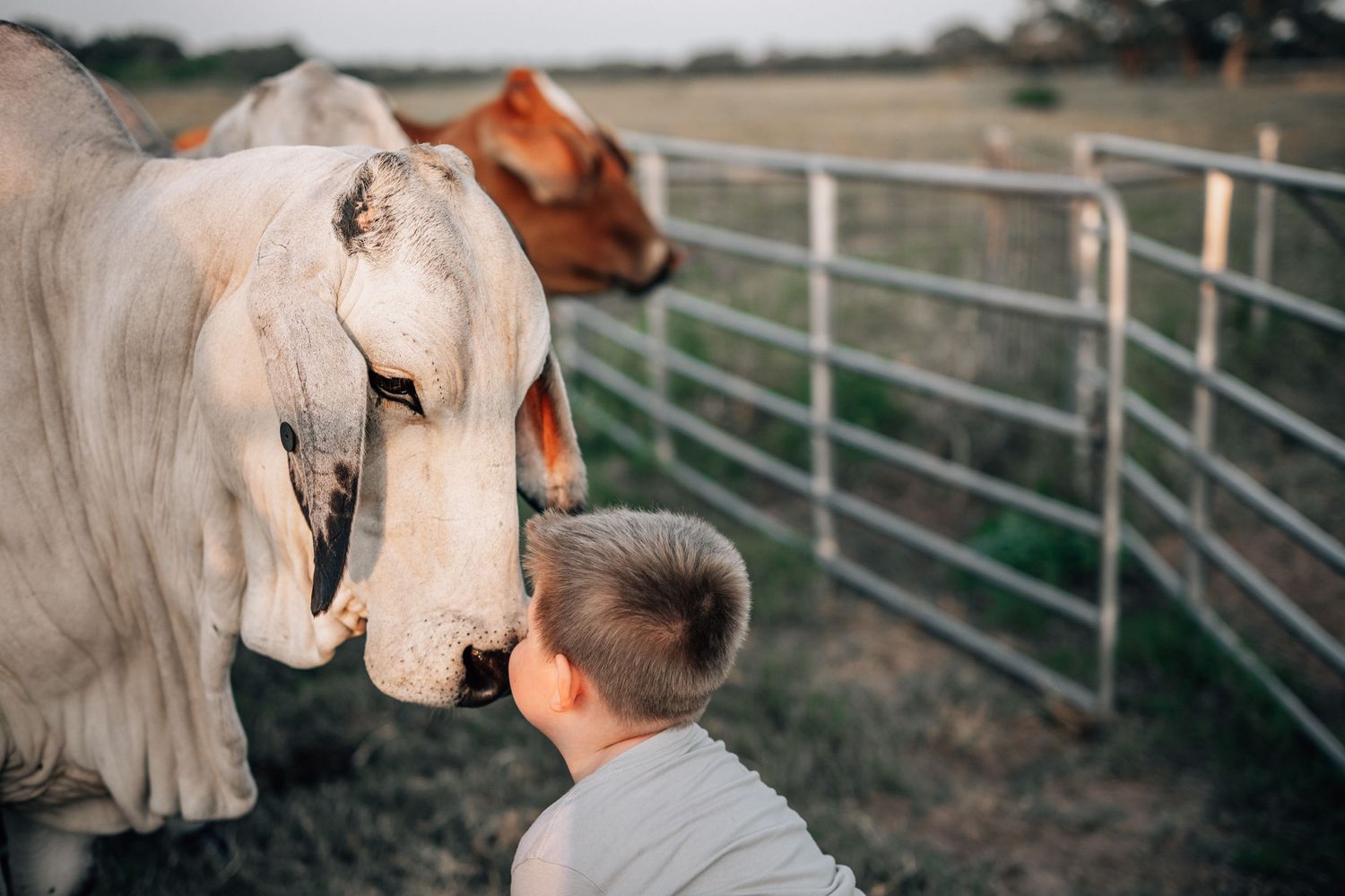 Brahman cow with floppy ears bends down towards someone near metal cattle fencing.