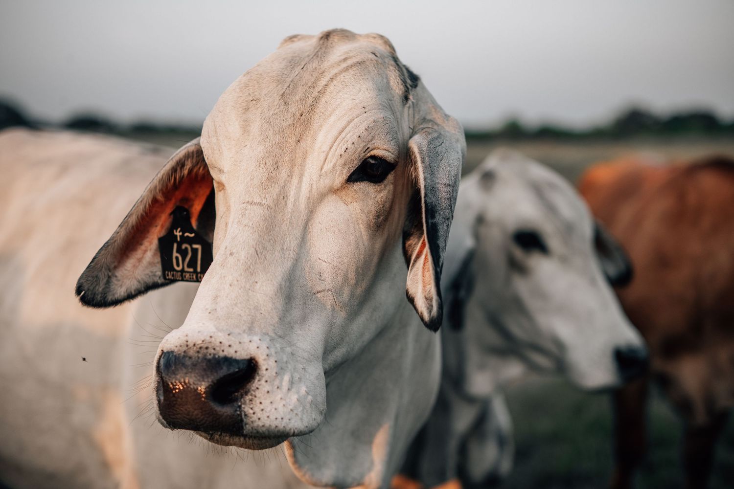 Close-up portrait of a light-colored Brahman cow with drooping ears and distinctive facial features.