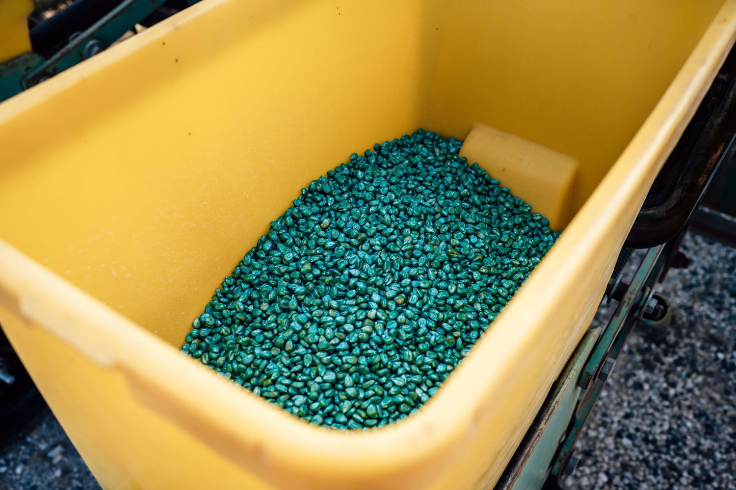 Green treated seeds fill a yellow hopper container on farming equipment.