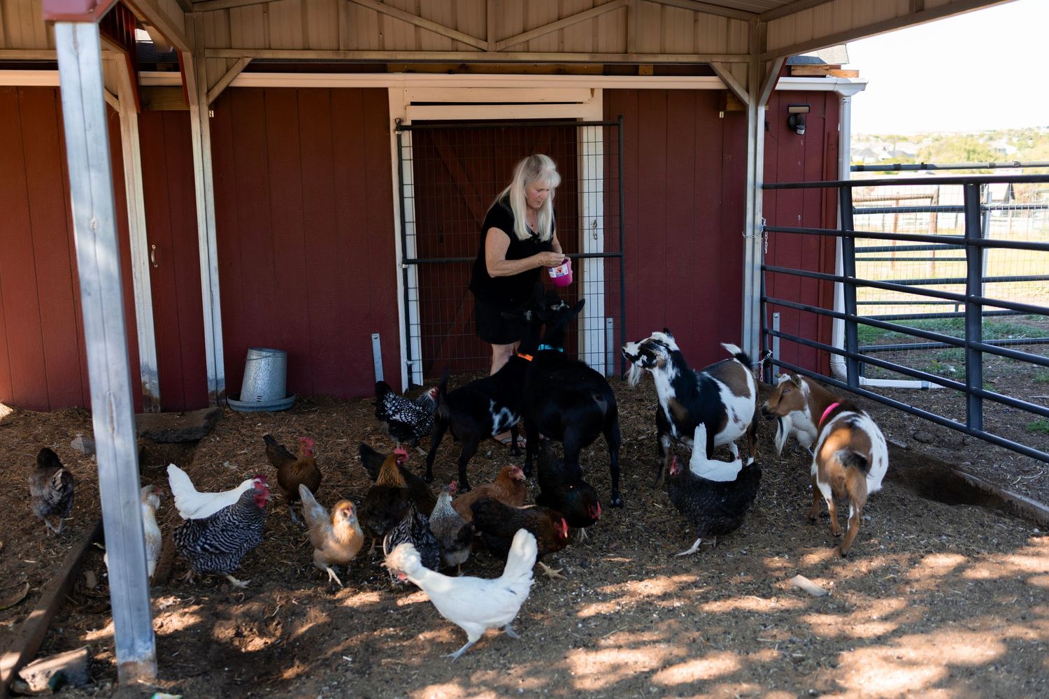 Exterior view of a barn or stable building with animals visible in the shade.