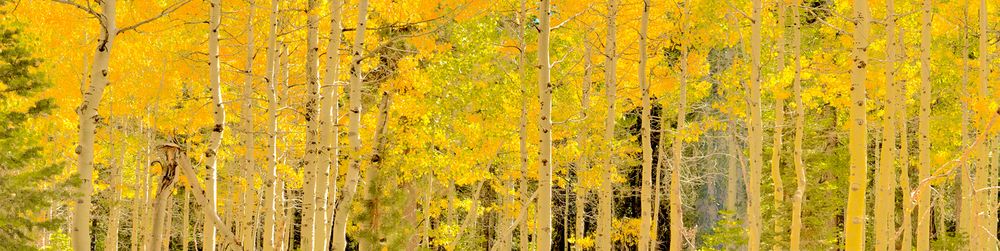 Aspen trees panorama, in Truckee