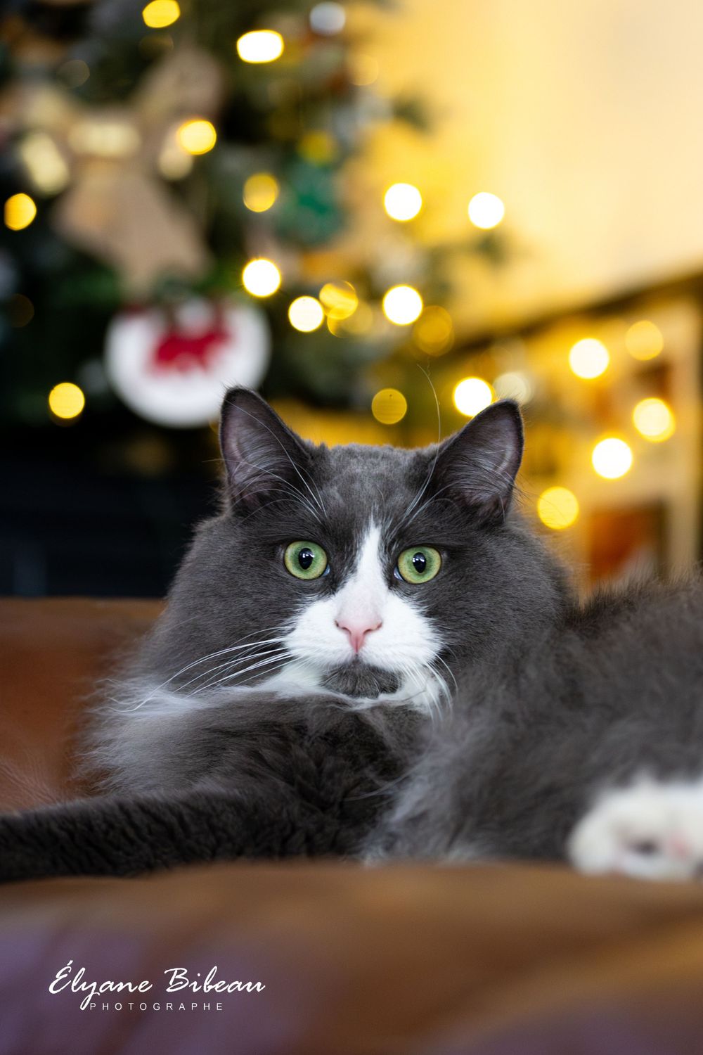Gray and white cat with striking green eyes poses in front of decorated Christmas tree.