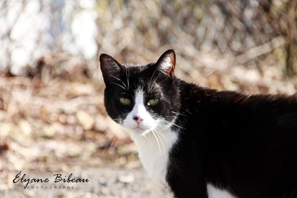 Black and white tuxedo cat looking alertly to the side in outdoor setting.