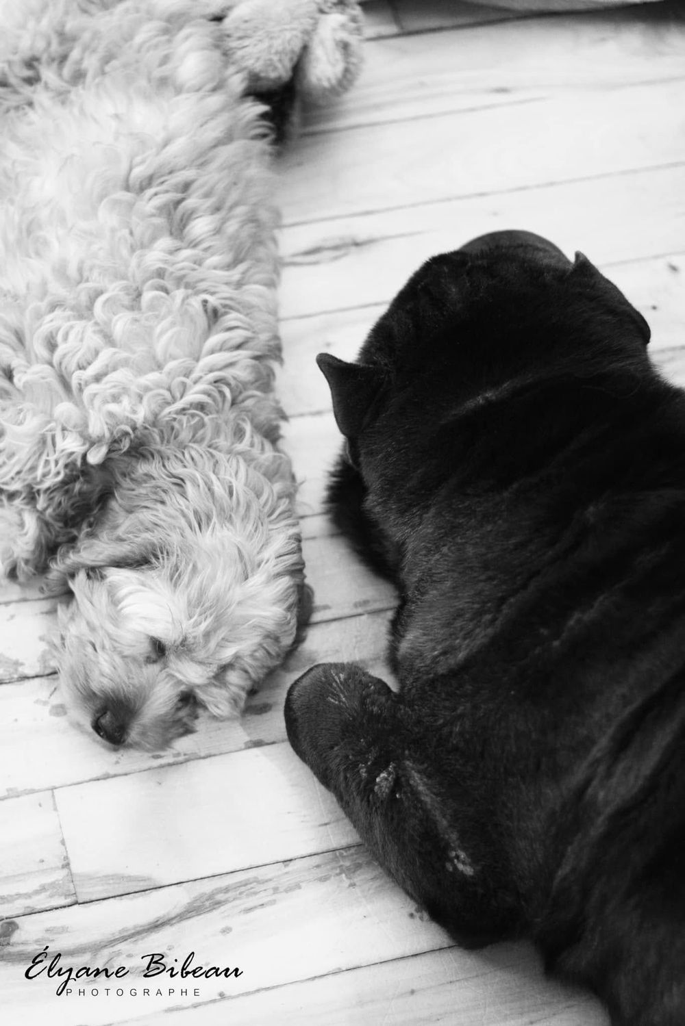 Black cat and white dog sleeping together on wooden deck in black and white photo.
